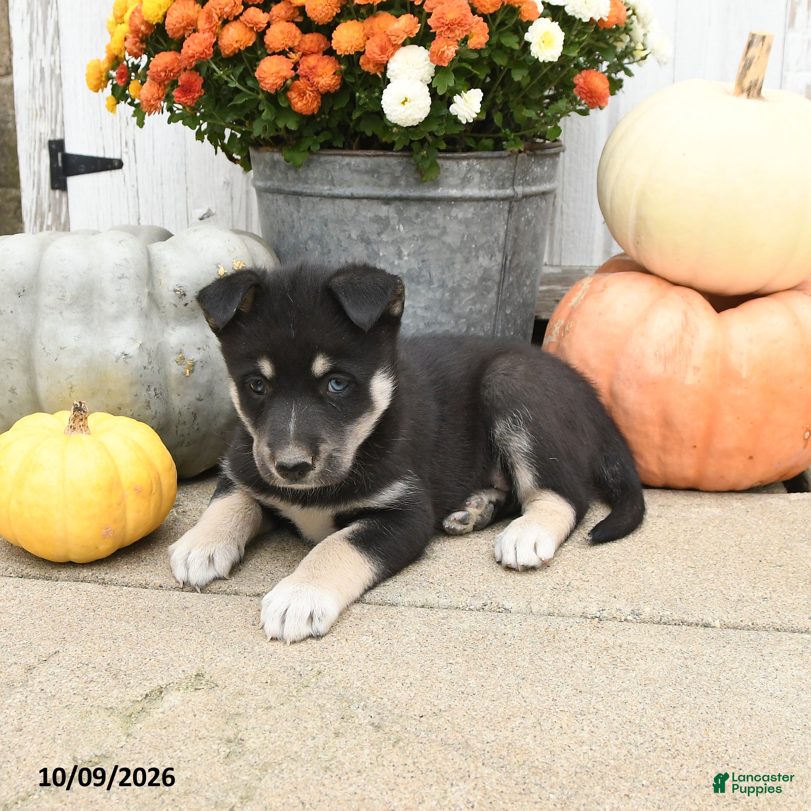 Mixed Breed dogs for sale: Turbo - Ad 2