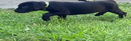 Cane Corso dogs for sale: Dean AKC green collar - Ad 11