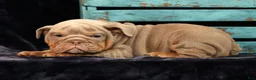 English Bulldog dogs for sale: Sarge - Ad 8