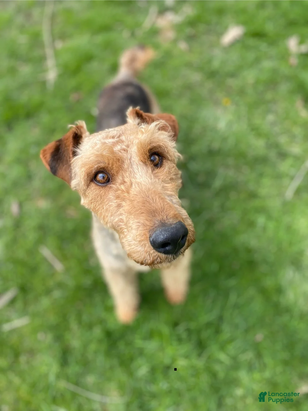 Airedale Terrier dogs for sale: AKC Zeke - Ad 5