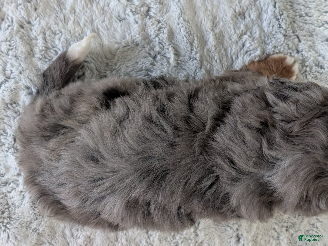 Mini Bernedoodle dogs for sale: Mini Darcy  - Ad 16