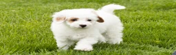 Mini Goldendoodle dogs for sale: Penelope  - Ad 6