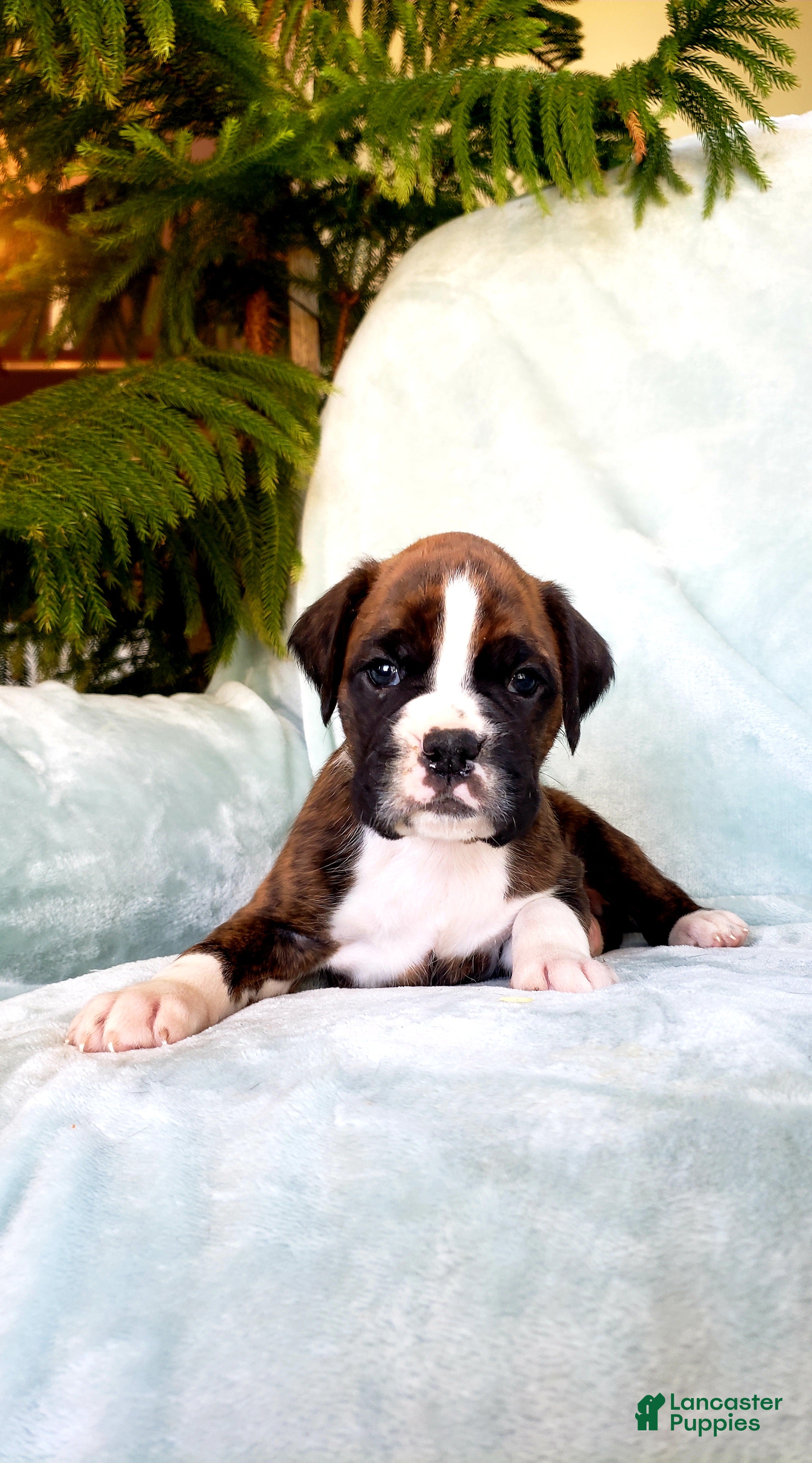 Boxer dogs Tanner - Ad 36