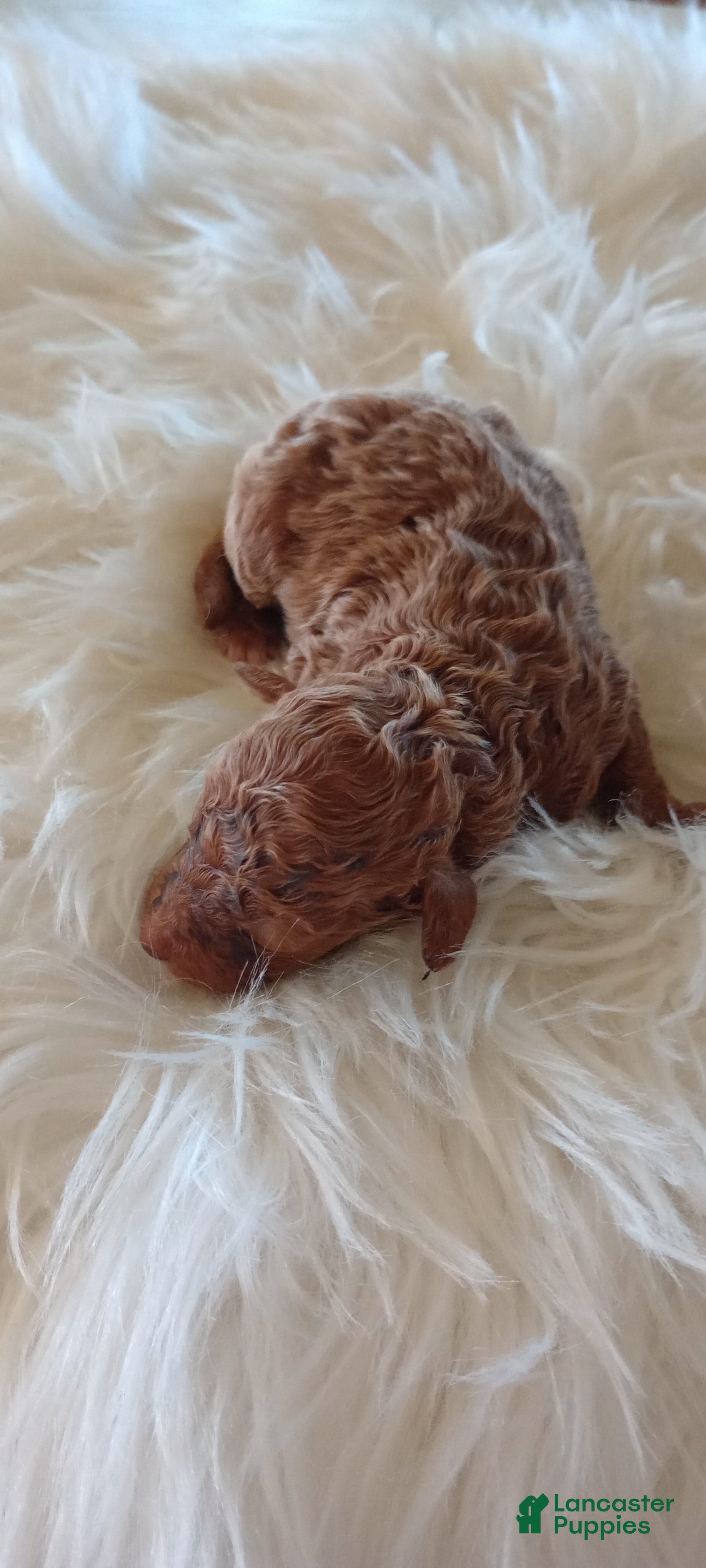 Mini Goldendoodle dogs Mr. Laddy  - Ad 6
