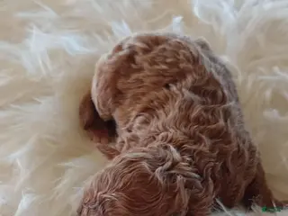 Mini Goldendoodle dogs Mr. Laddy - Ad 6