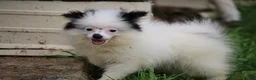 Pomsky dogs for sale: Tilly  - Ad 4