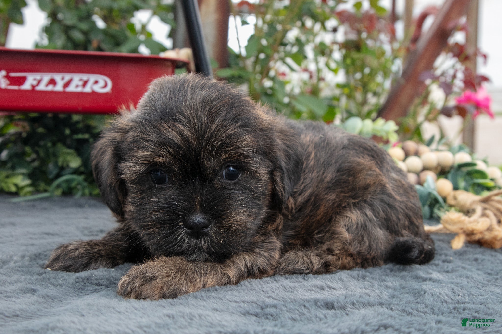 Morkie dogs Chase - Ad 1