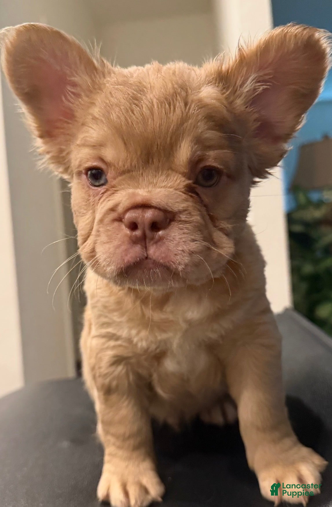 French Bulldog dogs Sunshine  - Ad 1