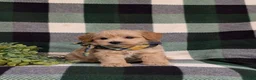 Eskipoo dogs for sale: Denzel - Ad 5