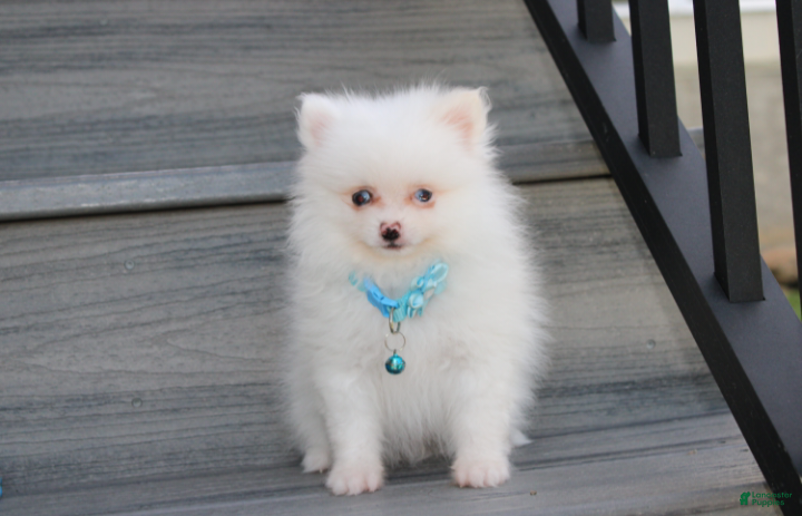 Pomeranian dogs Casper - Ad 2