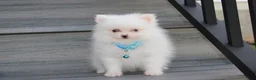 Pomeranian dogs for sale: Casper - Ad 2