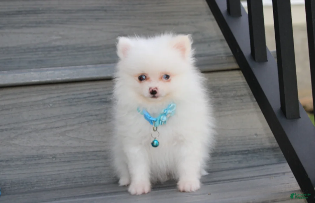Pomeranian dogs for sale: Casper - Ad 2
