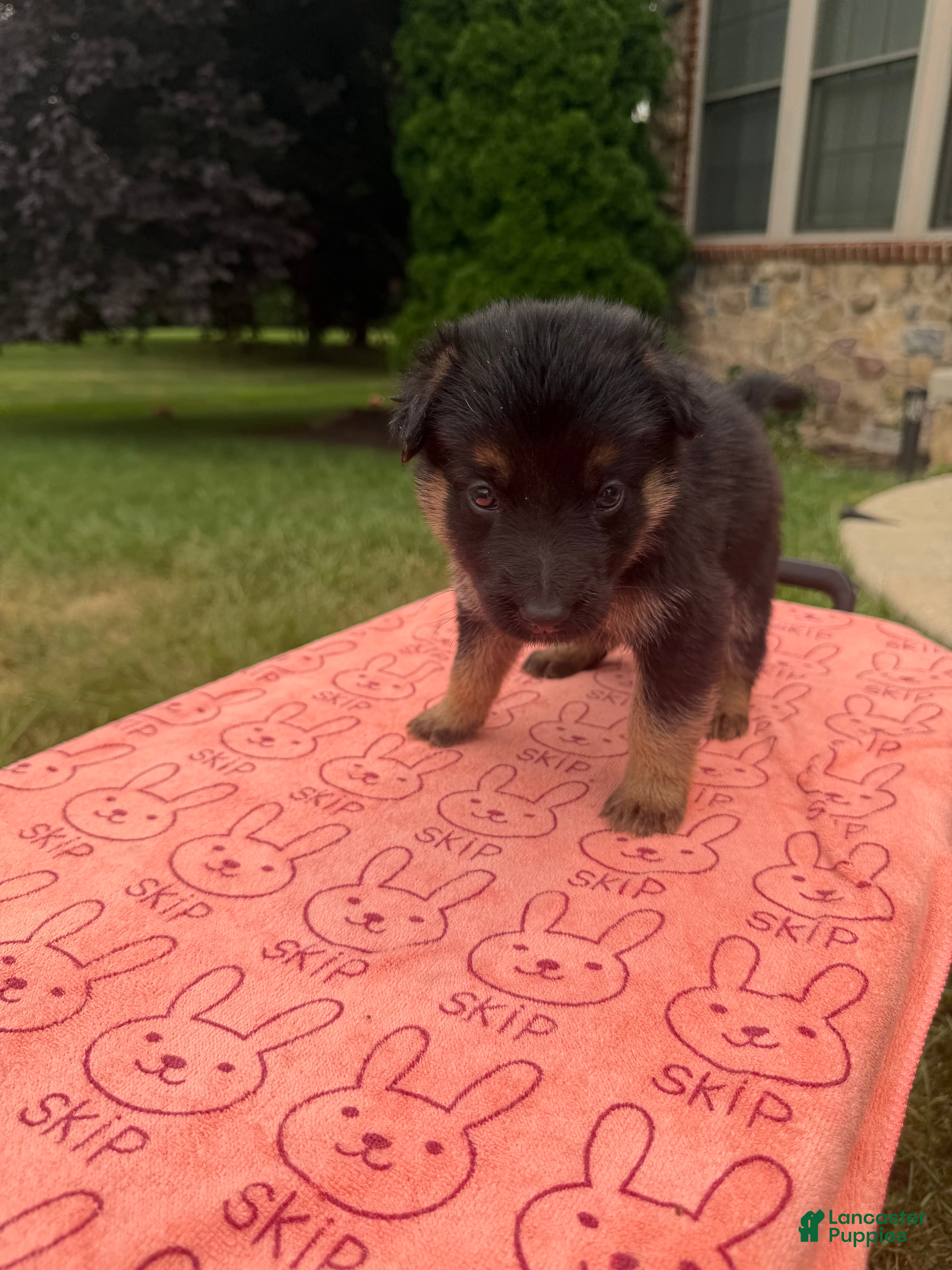German Shepherd dogs Mya - Ad 2