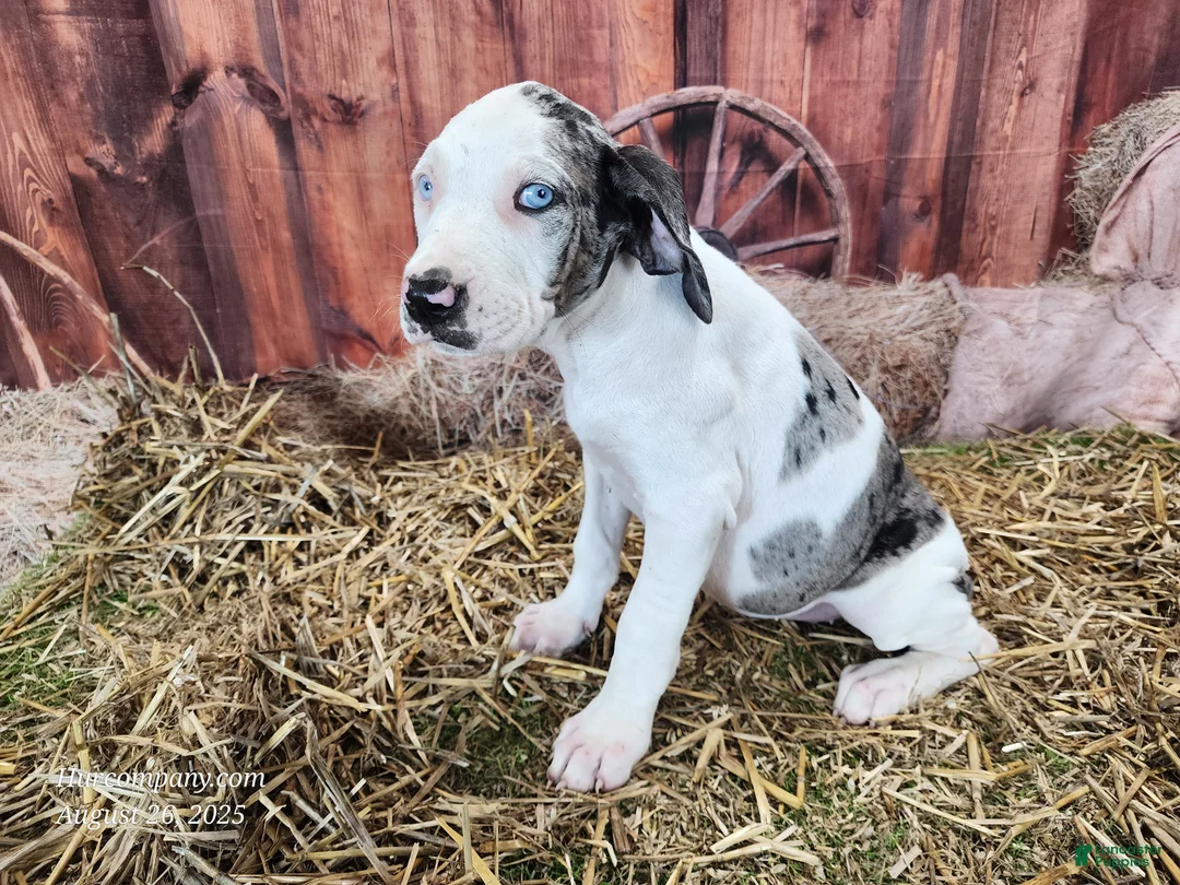 Catahoula Leopard Dog dogs for sale: Angel 2025 Female 1 - Ad 17