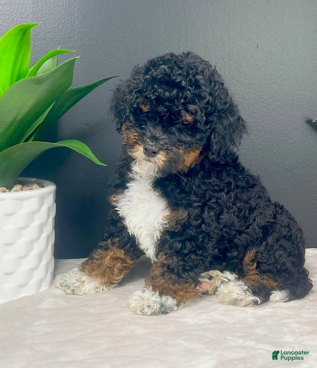 Mini Bernedoodle dogs for sale: Bambi - Ad 2