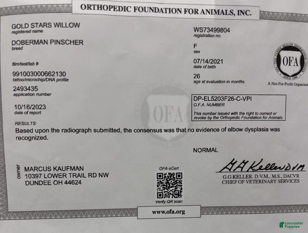 Doberman Pinscher dogs for sale: Doberman Pinscher Puppy 1 - Ad 6