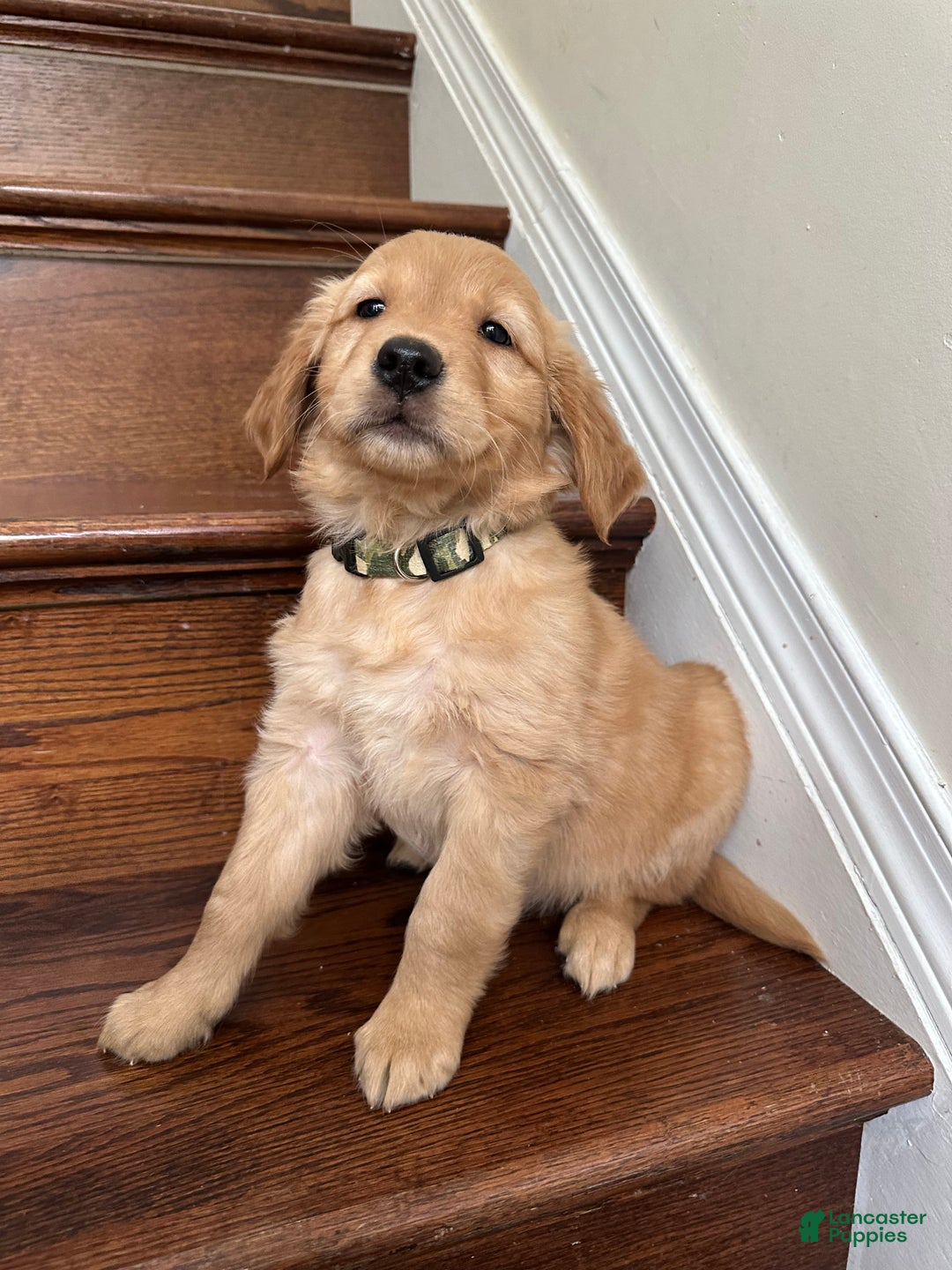 Golden Retriever dogs for sale: Opal - Ad 3