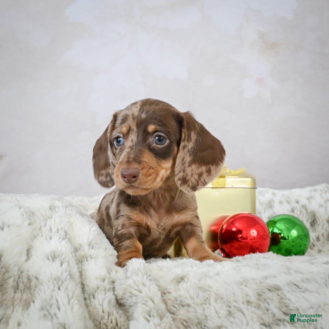 Miniature Dachshund dogs for sale: Elenore - Ad 8