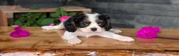 Cavalier King Charles Spaniel dogs for sale: Remi - Ad 10