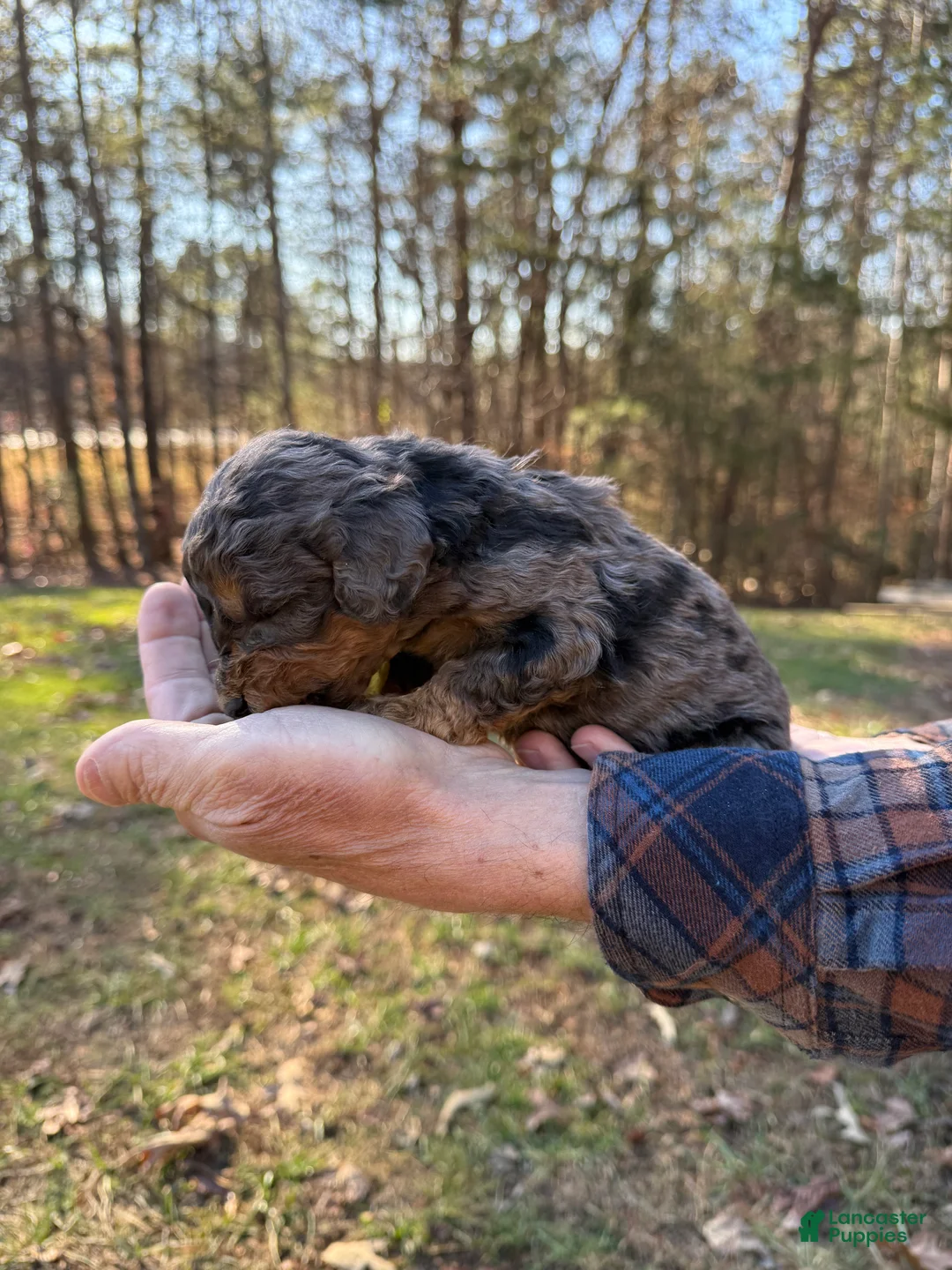 Goldendoodle dogs for sale: Goldendoodle Puppy 2 - Ad 5