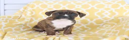 Boxer dogs for sale: Amber - Ad 4