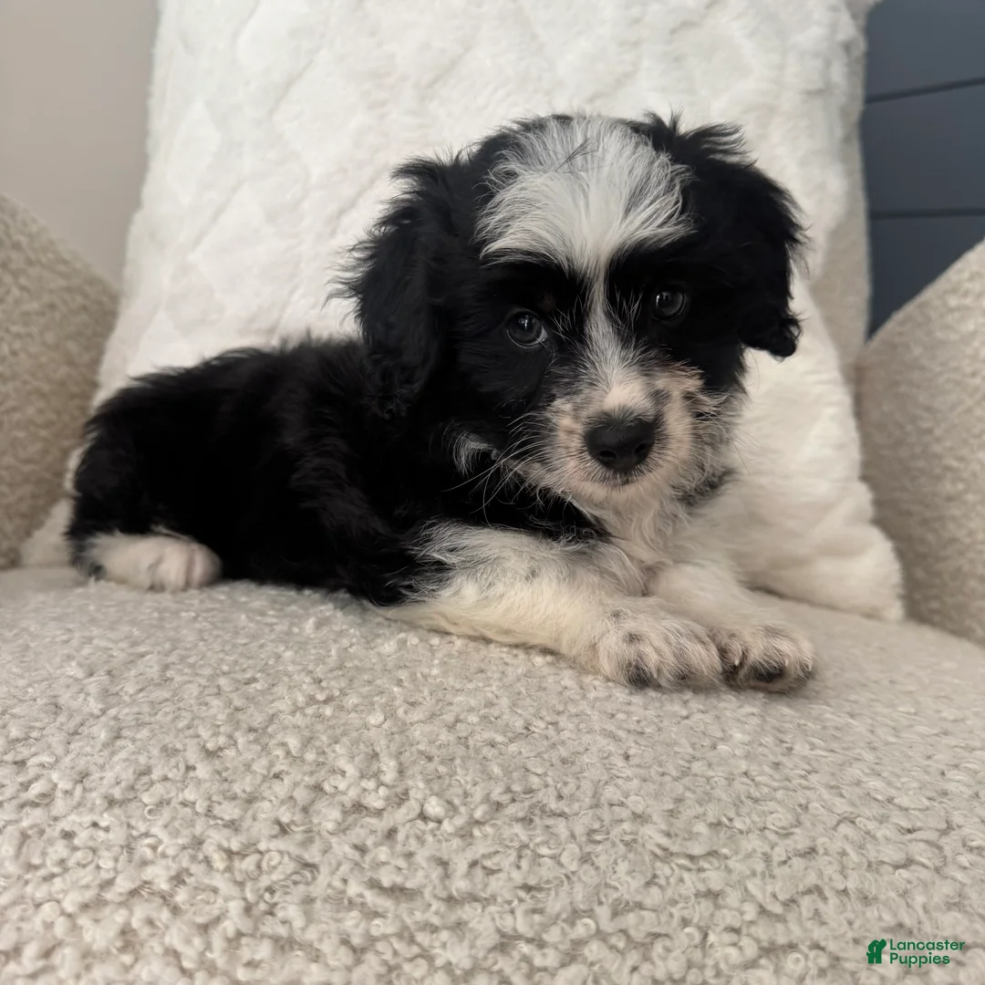 Mini Aussiedoodle dogs for sale: Alan - Ad 4