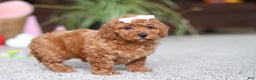 Cavapoo dogs for sale: Angel - Ad 4
