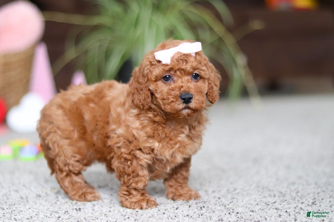 Cavapoo dogs for sale: Angel - Ad 4