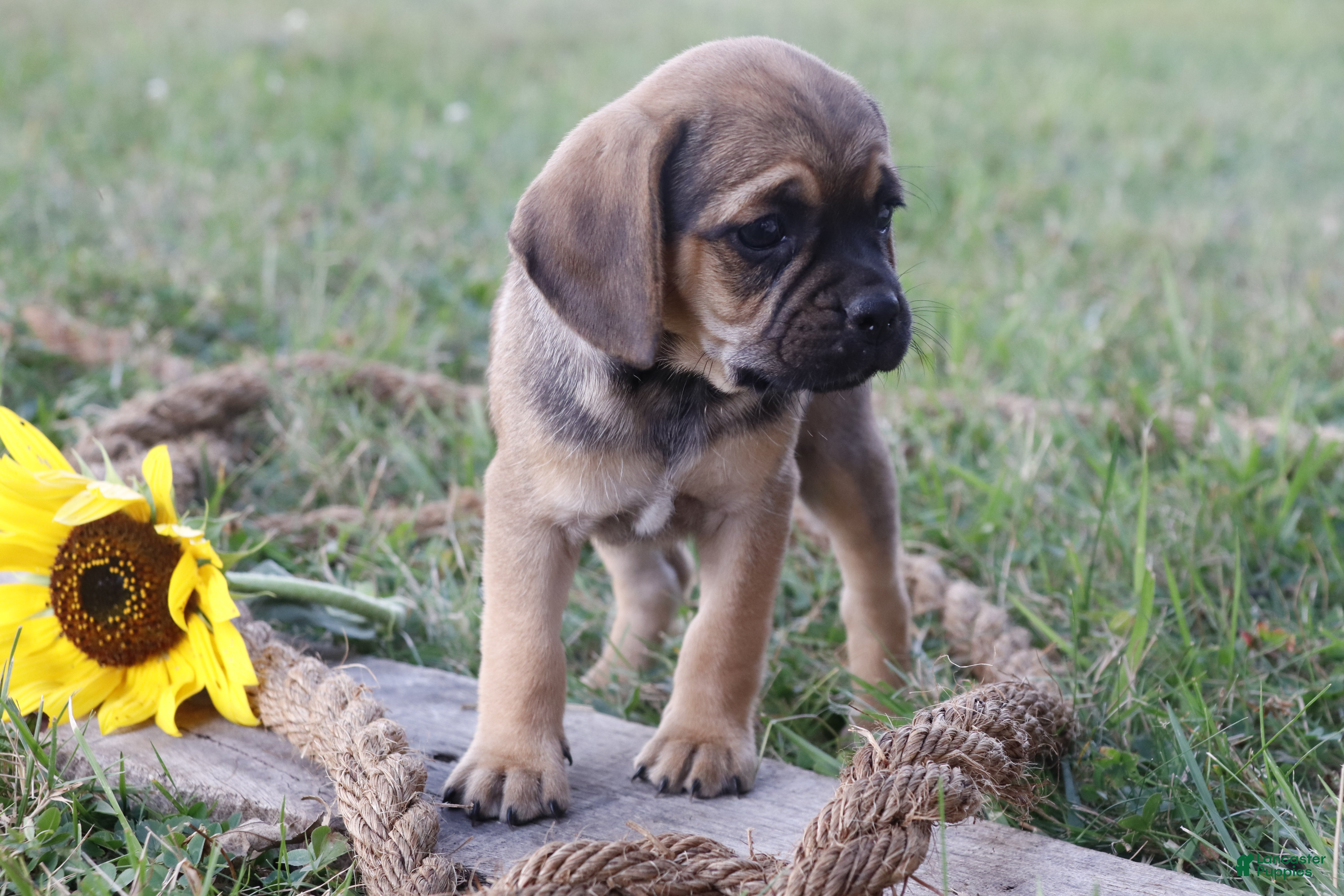 Puggle dogs Alice - Ad 31