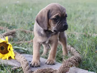 Puggle dogs Alice - Ad 41