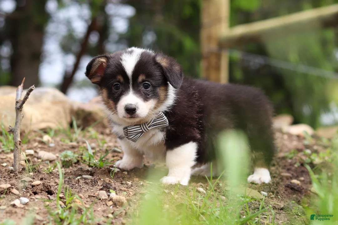 Welsh Corgi Pembroke dogs for sale: Ace - Ad 5