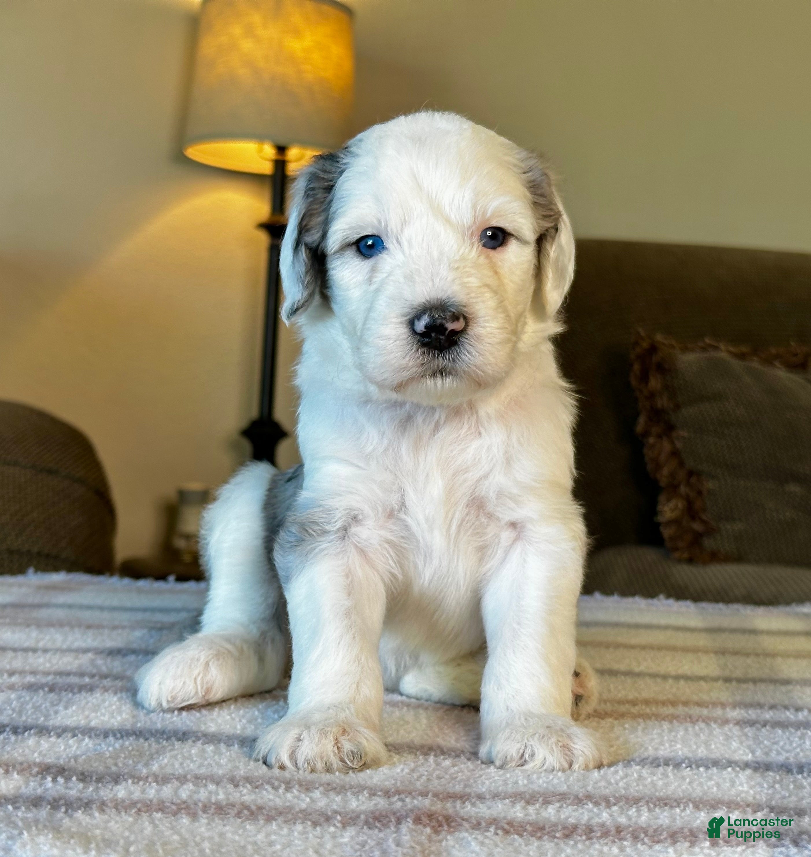 Sheepadoodle dogs Merle Female 1 - Ad 1