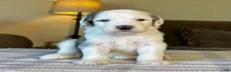 Sheepadoodle dogs for sale: Merle Female 1 - Ad 2
