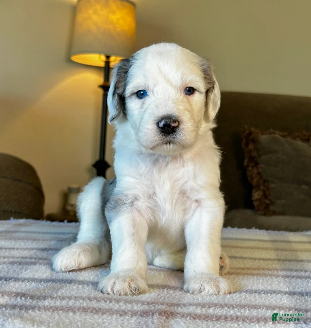 Sheepadoodle dogs for sale: Merle Female 1 - Ad 2