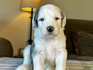 Sheepadoodle dogs Merle Female 1 - Ad 2