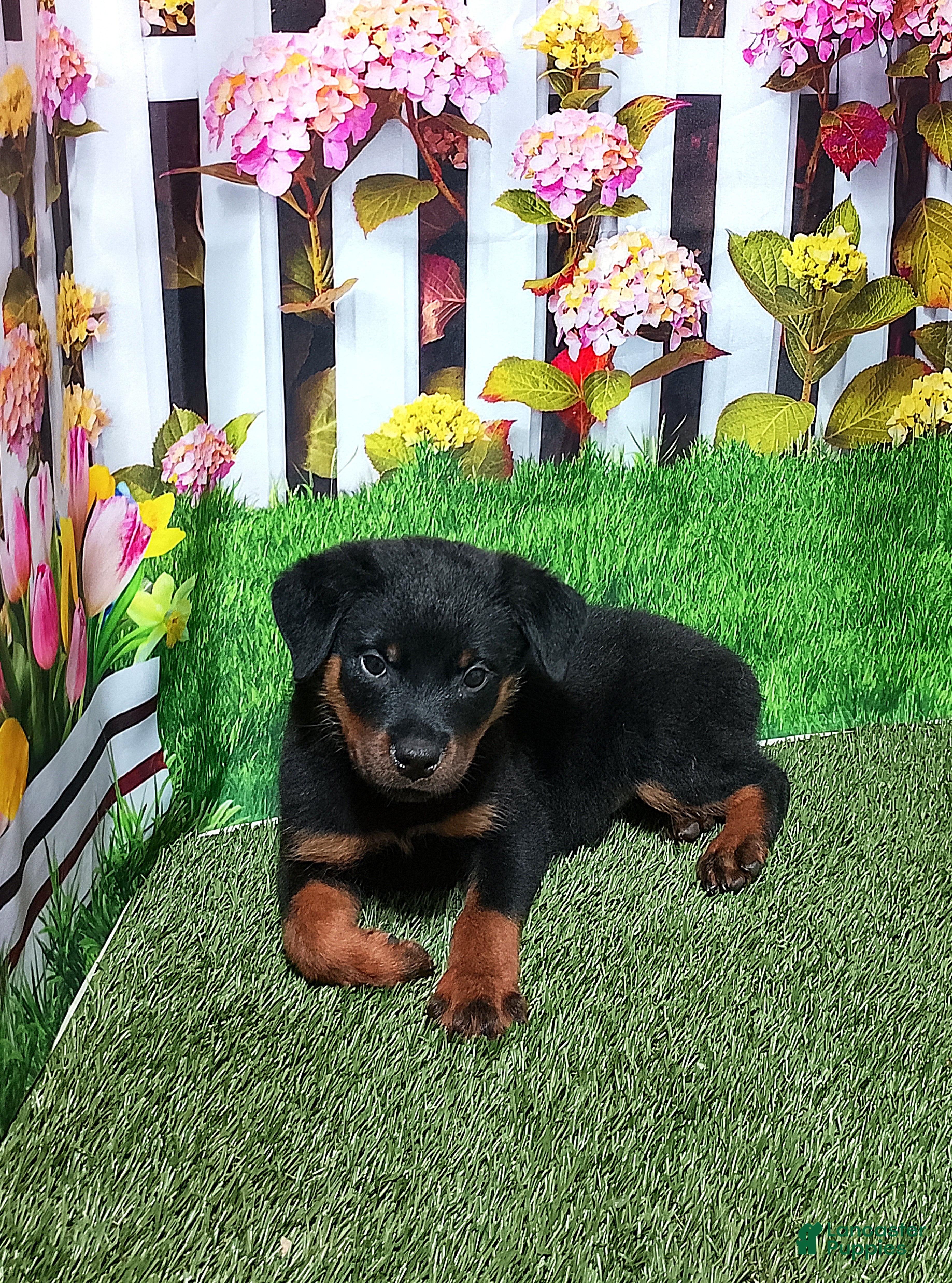 Rottweiler dogs Moose - Ad 2