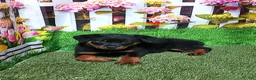 Rottweiler dogs for sale: Moose - Ad 5