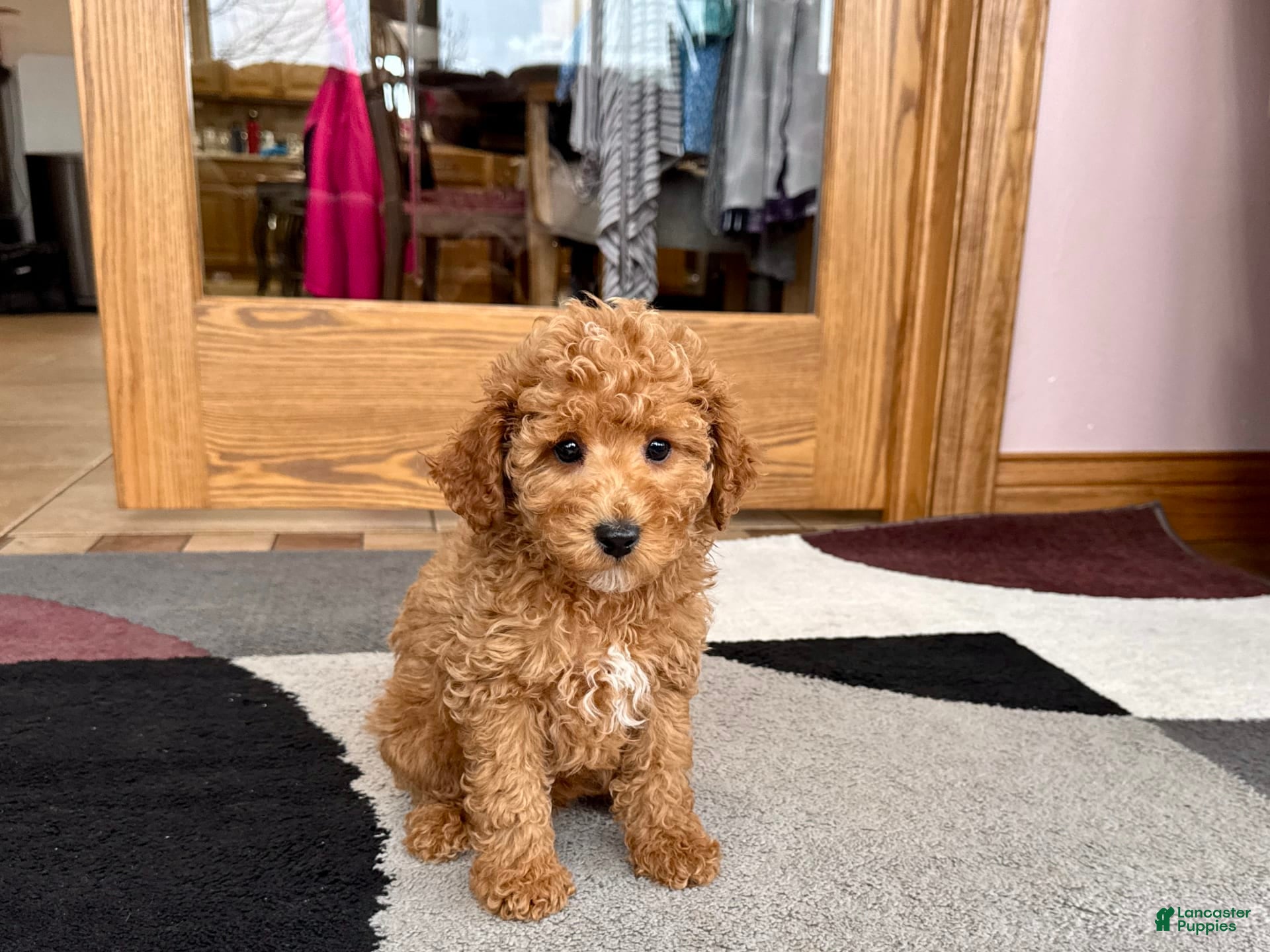 Cavapoo dogs Jaron - Ad 15