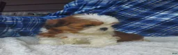 Shih Tzu dogs for sale: Harry - Ad 3