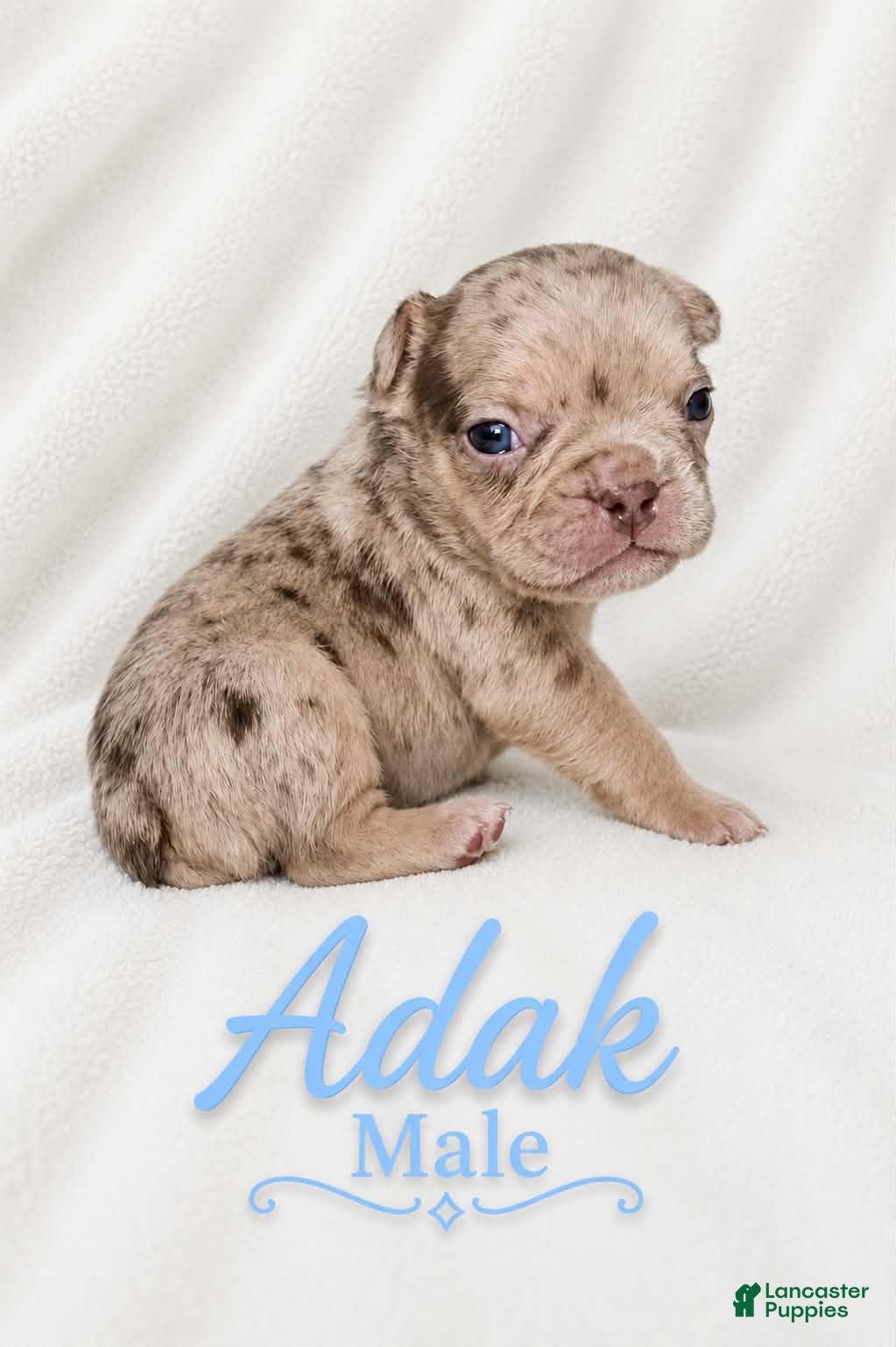 French Bulldog dogs Adak  - Ad 1
