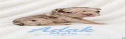 French Bulldog dogs for sale: Adak  - Ad 1
