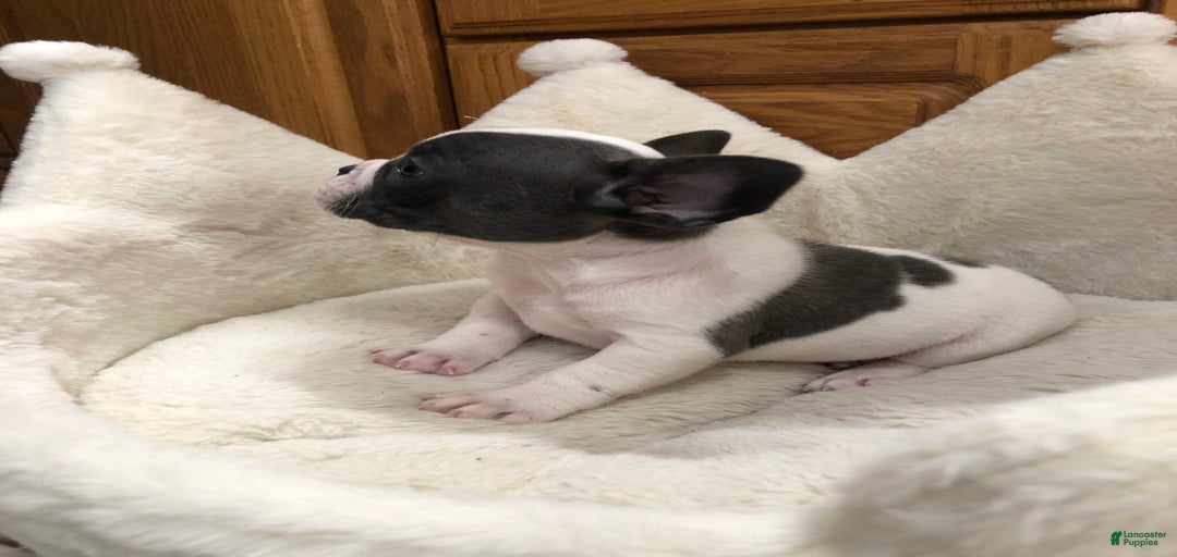 Gallery Image {{count}}