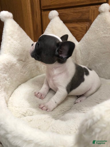 Gallery Image {{count}}