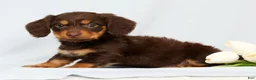 Miniature Dachshund dogs for sale: Freddie - Ad 3