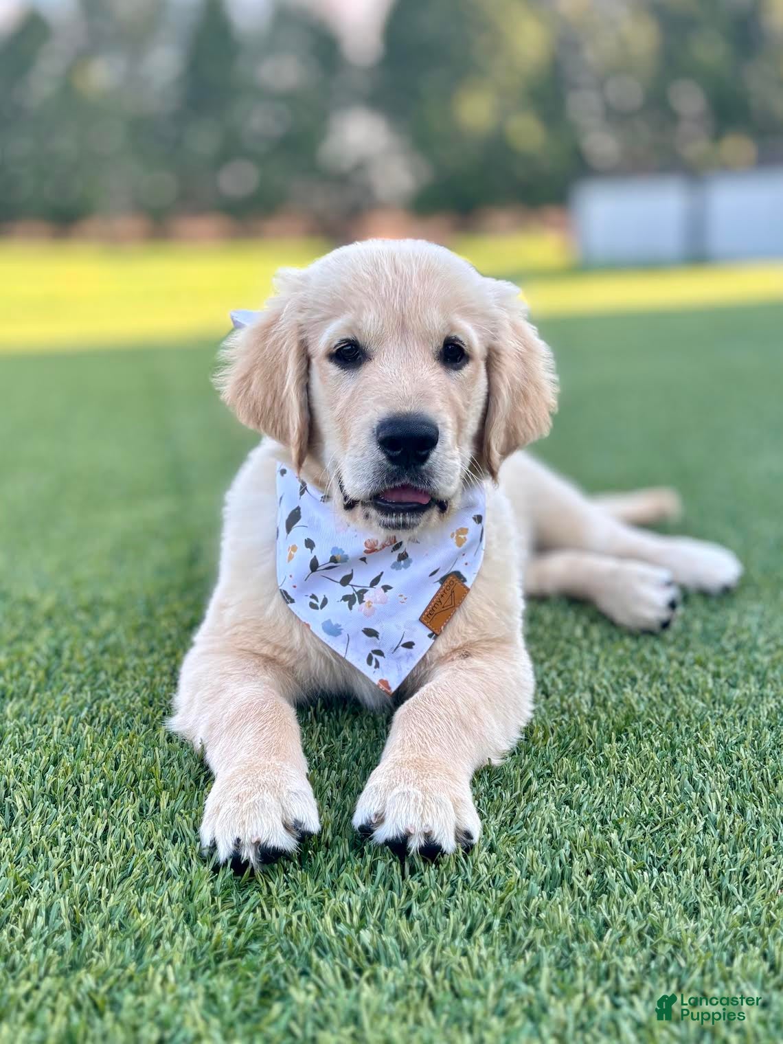 Golden Retriever dogs Kirby Golden Retriever Puppy  - Ad 1