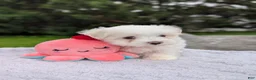 Maltese dogs for sale: Nick - Ad 15