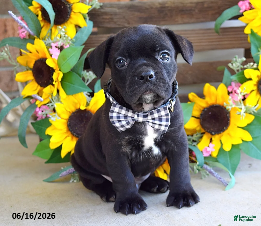 Frug dogs for sale: Jake - Ad 2