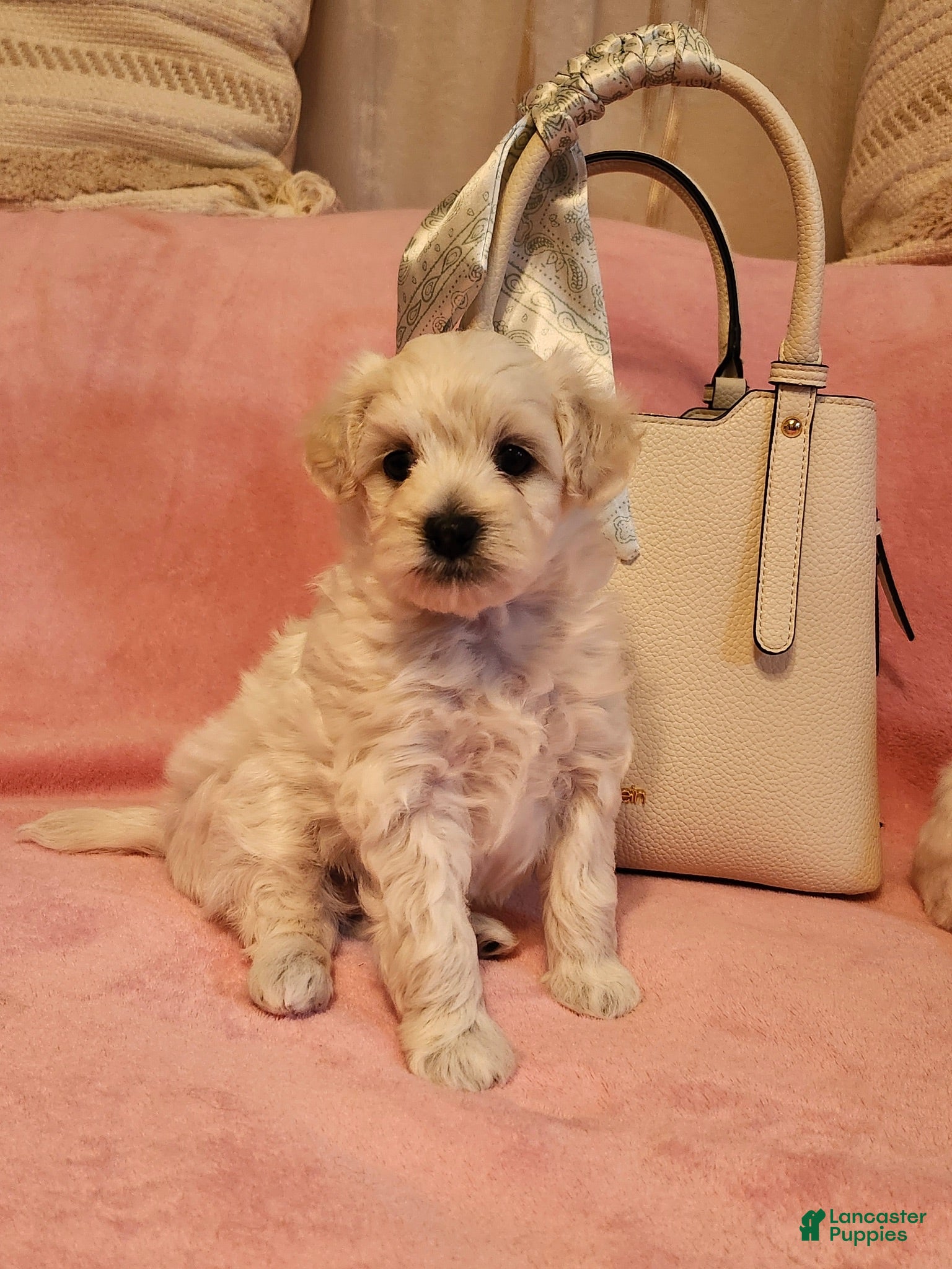 Maltipoo dogs Maltipoo 1 - Ad 1