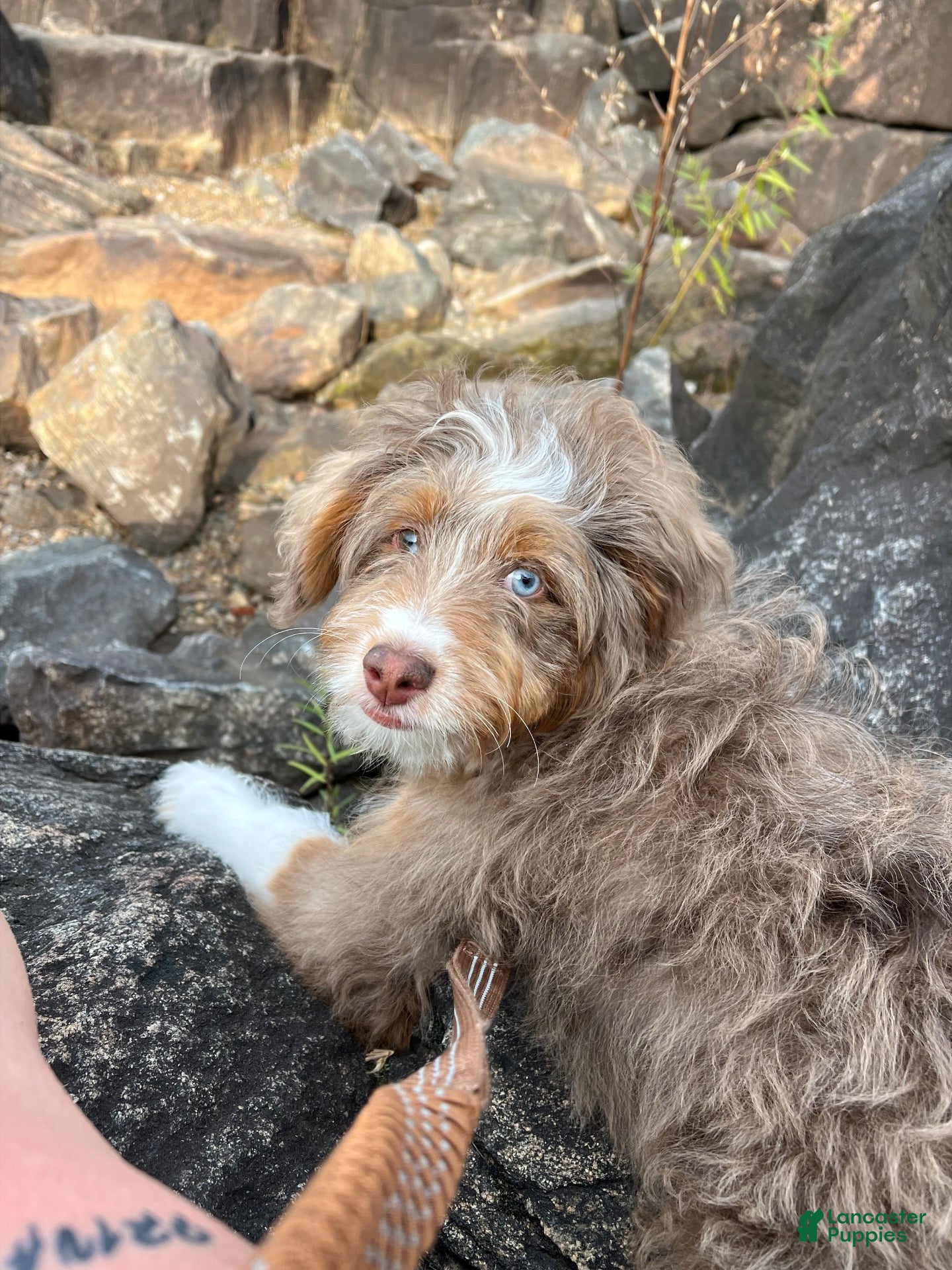 Mixed Breed dogs for sale: Mixed Breed 1 - Ad 18