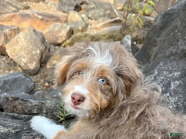 Mixed Breed dogs for sale: Mixed Breed 1 - Ad 1